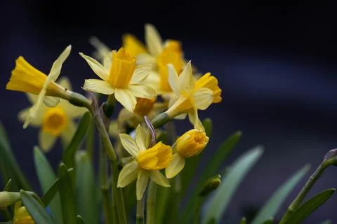 Bunch of yellow daffodils, selective focus, spring day Stock Photos