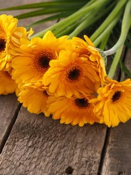 Bunch of yellow daisies Stock Photos