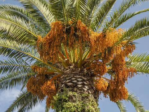 Bunch of yellow dates on date palm. Stock Photos