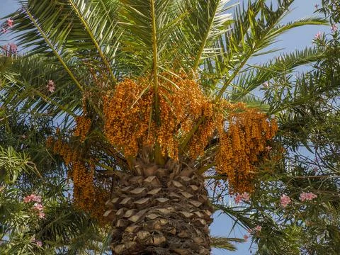 Bunch of yellow dates on date palm. Stock Photos