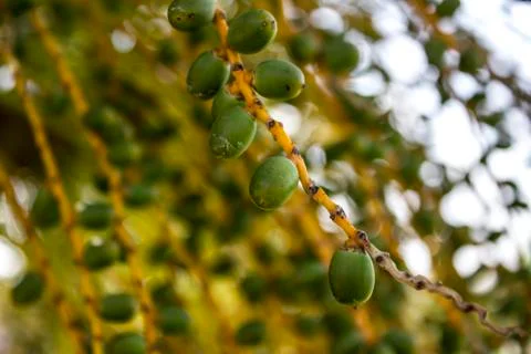 Bunch of yellow dates on the palm tree Stock Photos