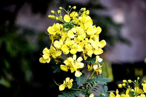 Bunch of yellow flower Stock Photos