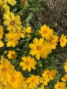 Bunch in Yellow Flower Stock Photos