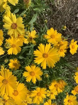 Bunch of Yellow Flower Stock Photos