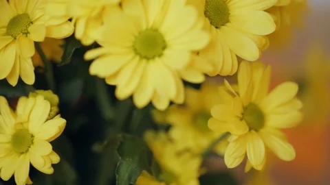 Bunch of yellow flowers closeup Stock Footage 82541290