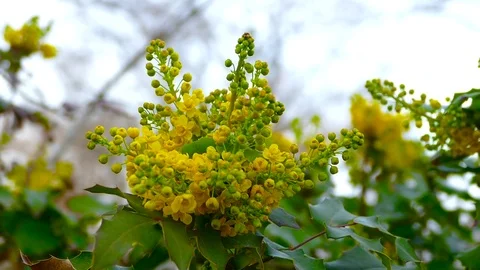 A bunch of yellow flowers Stock-Footage 74434379