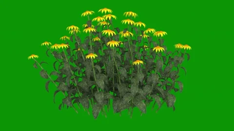 Bunch yellow flowers green screen animated chromakey emotion composition Stock Footage 314068050