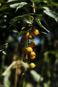 A bunch of yellow fruit hanging from a tree Stock Photos