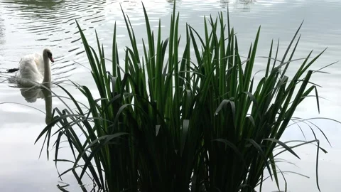 A bunch of yellow iris leaves and a male swan floating around Stock Footage 157362684