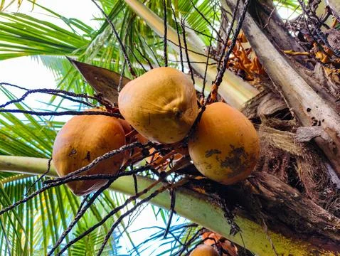 Bunch of yellow king coconuts hanging on a palm tree, low angle view. Stock Photos