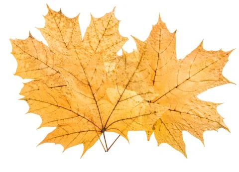 Bunch yellow maple leaf Stock Photos