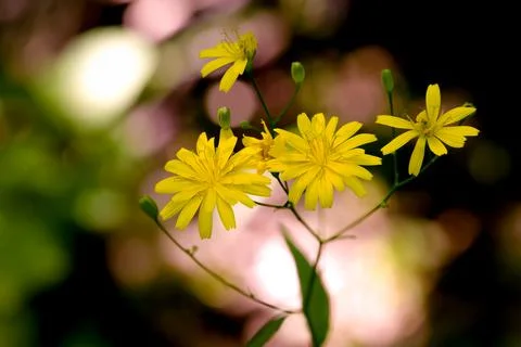 Bunch of yellow spring flowers - selective focus Stock Photos