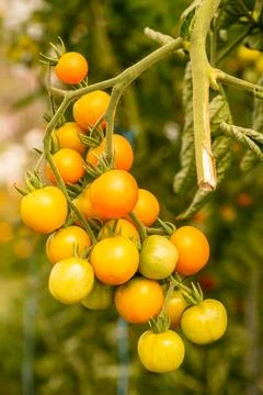 A Bunch Of Yellow Tomatoes Stock Photos