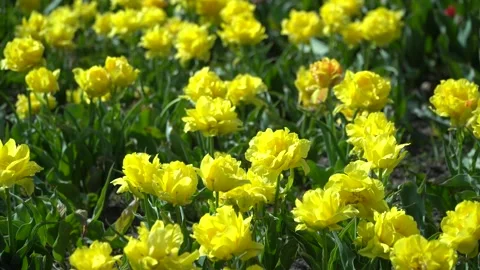 Bunch of yellow tulips blooming in the spring season. Stock Footage 199017257