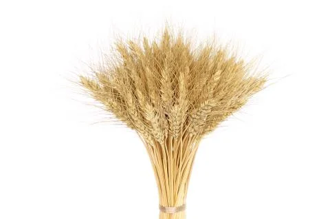 Bunch of yellow wheat ears Stock Photos