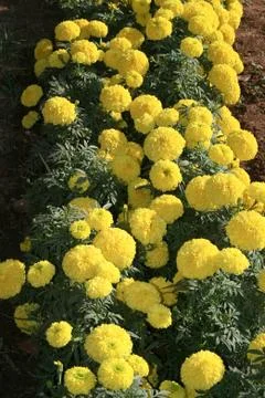 Bunch of Yellows Stock Photos