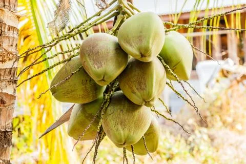 Bunch of young coconuts on tree. Stock Photos