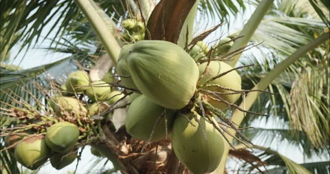 Bunch of young coconuts tropical fruit on coconut tree, close-up shot Video stock 238003368