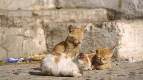 Bunch of young Moroccan cats lying in the sun Stockbeeldmateriaal 111218668