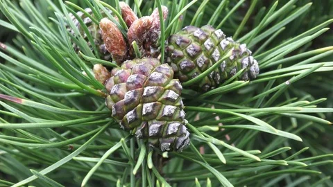 Bunch of young pine cones on the branch. Video stock 79167190