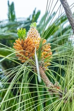 A bunch of young pine cones on a coniferous tree Stock-Fotos