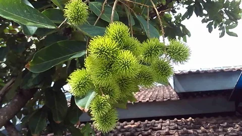 Bunch of young rambutan fruit on the tree.  Nephelium lappaceum. Video stock 120502221