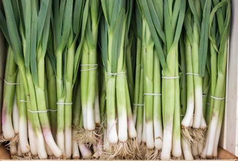 Bunch of young spring onions Stock Photos
