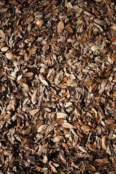 Buncha leaves on the ground Foto stock