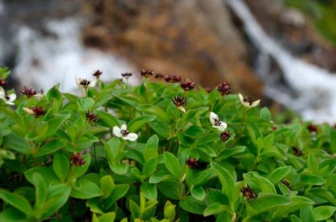 Bunchberry patch growing beside a waterfall on the mountain Stock Photos