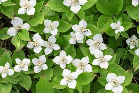 Bunchberry Stock Photos