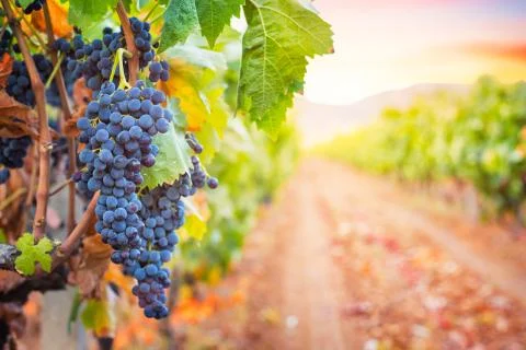 Bunche of grape in the rows of vineyard at sunset Stock Photos