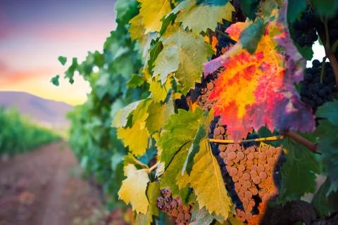 Bunche of grape at sunset Stock Photos