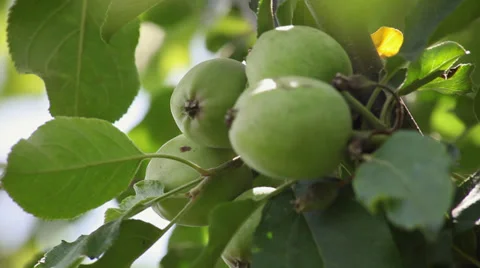Bunche of raw green apples in orchard  Stock Footage 39655953