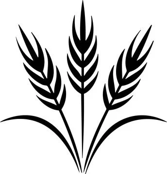 Bunche of wheat or rye ear with whole grain. Wheat wreath and grain spikes .. Stock Illustration