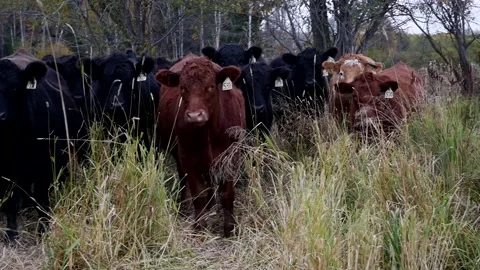 Bunched Steers Long Grass Stock Footage 153240111