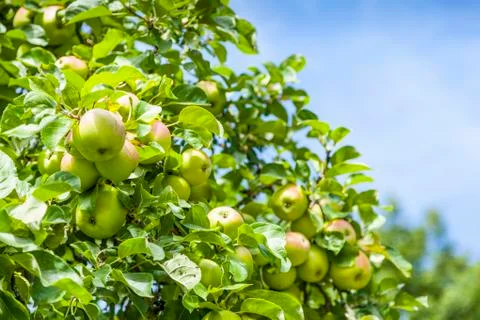 Bunches of apples Stock Photos