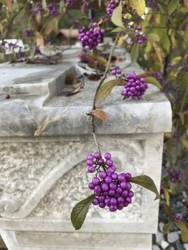 Bunches of berries Stock Photos
