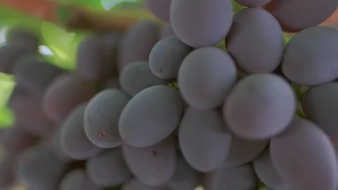 Bunches of black grapes close up Stock Footage 143330512