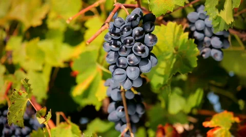 Bunches of black grapes Stock Footage 860728