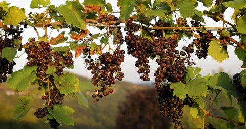 Bunches of black grapes hanging down from a horizontal vine in the sun Stock Footage 258567029