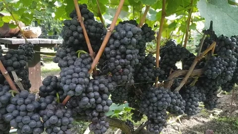 Bunches of black technical grapes on a vine in the sun Stock Footage 234180141