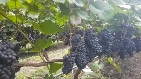 Bunches of black technical grapes on a vine in the sun Stock Footage 234180142
