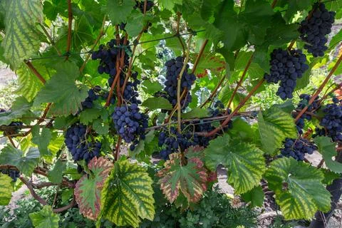Bunches of blue grape on grapevine on vineyard in sunny day Stock Photos