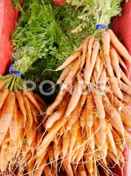 Bunches of carrots, 1030846.jpg Stock Photos