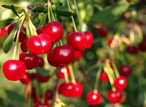 Bunches of cherries Stock Photos