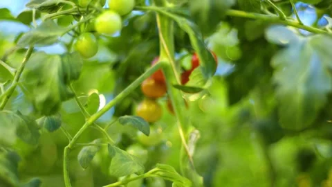 Bunches of cherry tomatoes on a branch, refocus in a static frame, green and red Vidéo 257304794