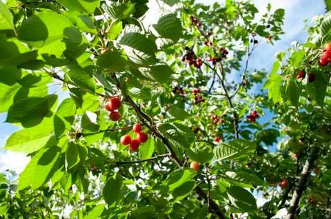 Bunches of cherry tree, with red berries and green leaves. Natural background Stock Photos