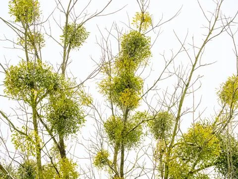 Bunches of common mistletoe on tree branches against a sky Stock Photos
