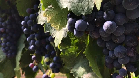 Bunches of dark vine grape, close-up of berries with bloom Stock Footage 93706646