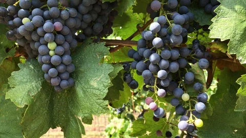 Bunches of dark vine grape with multicolored unripe berries in vineyard Stock Footage 93698612